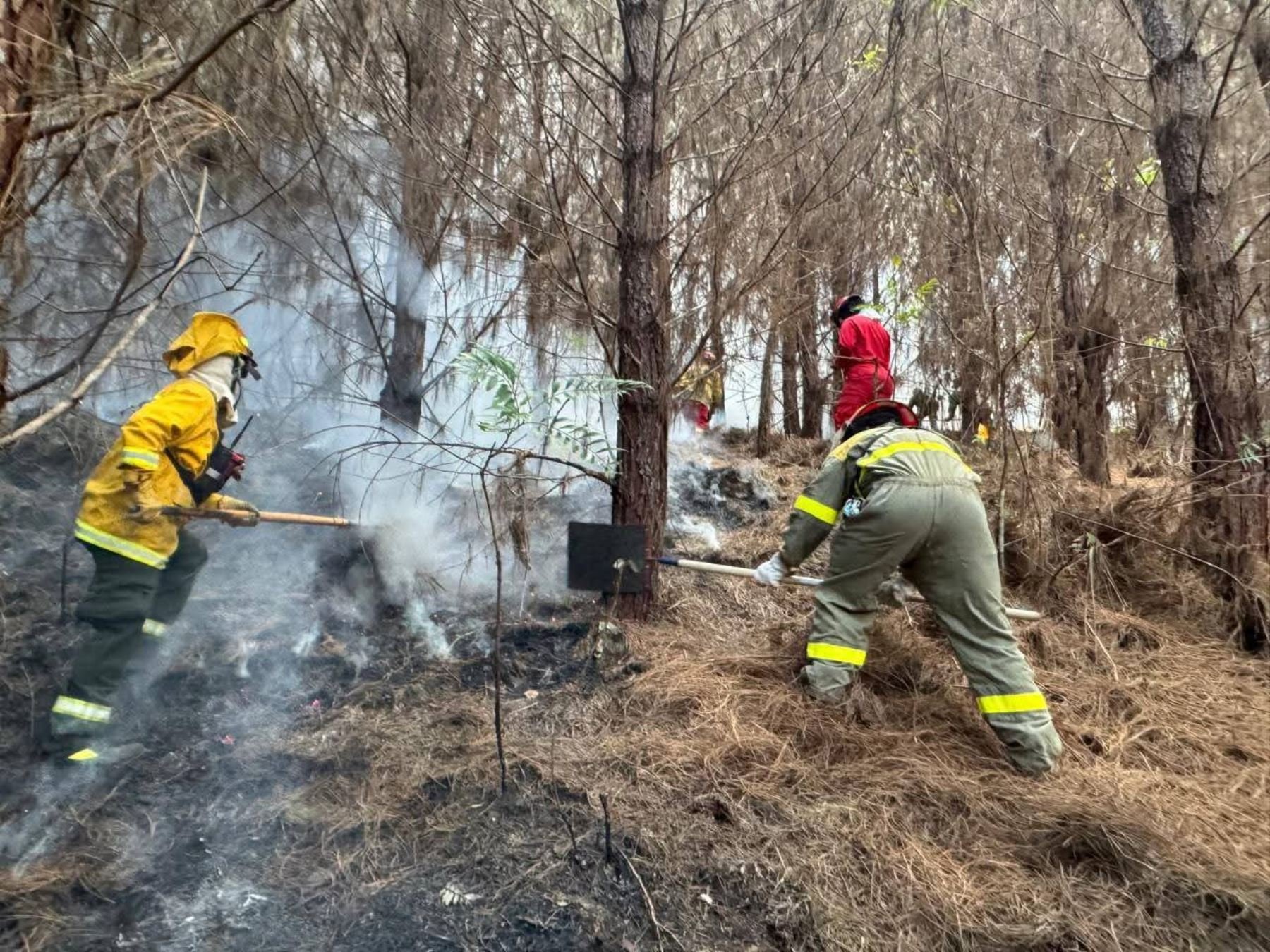 Extinguen cinco incendios forestales en tres regiones sin bomberos reportados, pero con 179 hectáreas de cobertura natural perdidas